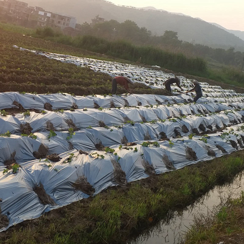 Mulch Film PE Silver/Black Plastic Mulch Garden Ground Cover Frost Protection Keep Warm & Weed Control - Image 4