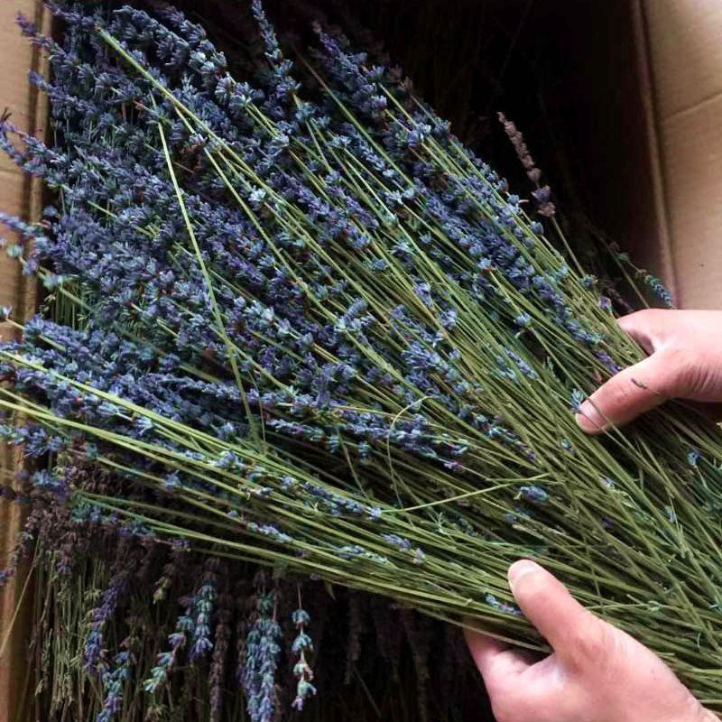 50pc Natural Dried Lavender Bouquet For Home Shower or Bathroom Decoration Accessories - Image 4