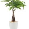 Costa Farms Money Tree Pachira, Medium Ships in Premium Ceramic Planter, 16-Inches Tall, Room Decor