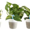 Costa Farms Clean Air 3-Pack O2 For You Live House Plant Collection, White Decor Planter, Green, Yellow
