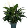 Peace Lily Clean air Plant Friendship Foliage\s Family Farm Quality Live Indoor Spathiphyllum (6\" Pot, 14-18in Tall from Bottom of The Pot)