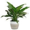 Costa Farms Spathiphyllum Peace Lily Live Indoor Plant, 15-Inch, White-Natural Décor Planter