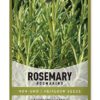 Rosemary Seeds for Planting - It is A Great Heirloom, Non-GMO Herb Variety- Great for Indoor and Outdoor Gardening by Gardeners Basics