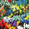 Complete Spring Flower Bulb Garden - 50 bulbs for 50 Days of Continuous Blooms (Spring Color from March through June) - Easy to Grow Fall Planting Bulbs