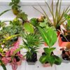 Terrarium & Fairy Garden Plants - 8 Plants in 2.5 (Is Approximately 4 to 6 Inches Height of the Plant)