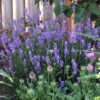 Findlavender - Lavender French Provence - Very Fragrant - 4\" Size Pot - Zones 5-11 - Bee Friendly - Attract Butterfly - 1 Live Plant …